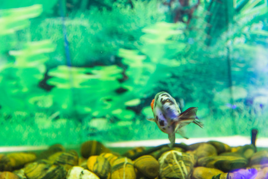 觀賞魚(yú)
