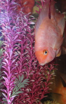 發(fā)財魚