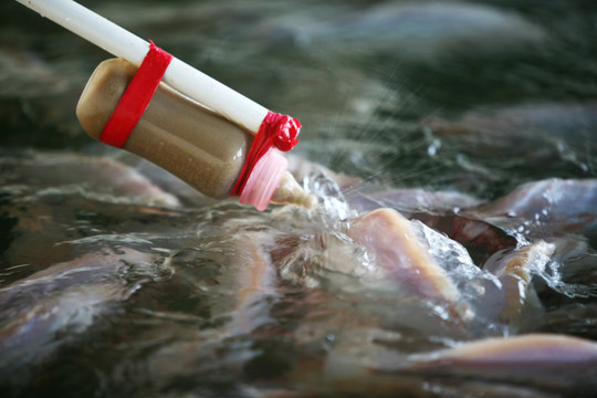 奶瓶魚(yú) 紅鱒魚(yú)