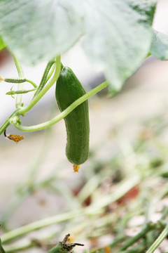 黃瓜 蔬菜
