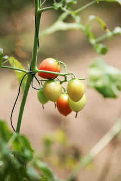 西紅柿 蔬菜 番茄