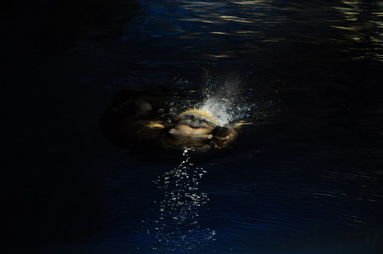 海象