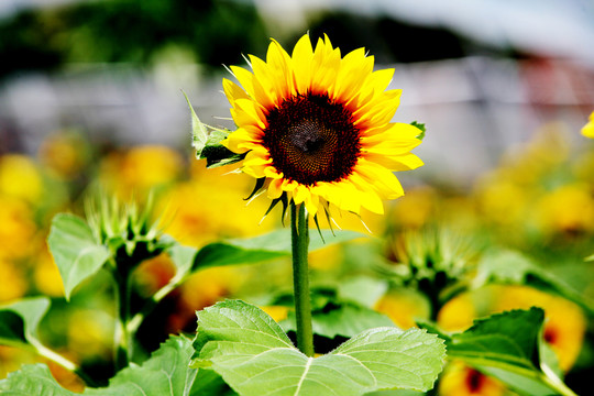 太陽花