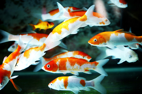 觀賞魚