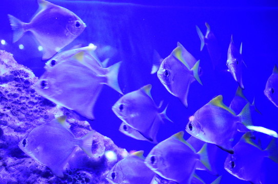 海昌魚