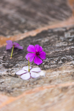 落花