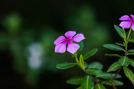 花卉 長(zhǎng)春花