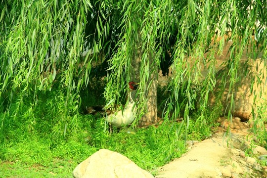 綠樹(shù)