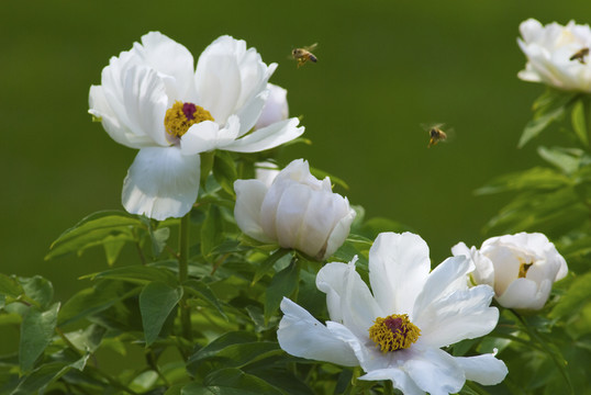 蜜蜂