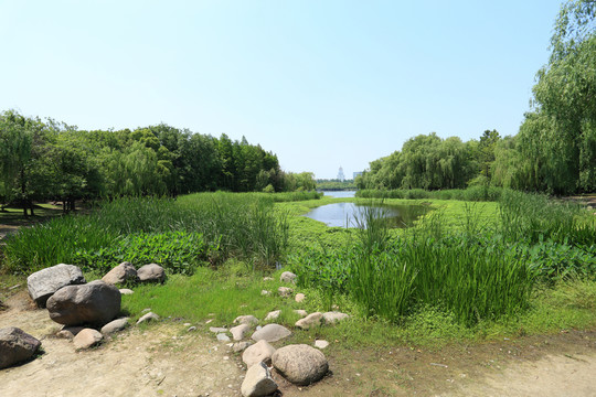 世紀(jì)公園 濕地