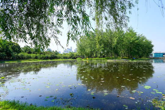 世紀(jì)公園 濕地