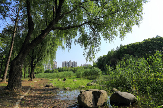 世紀公園 濕地