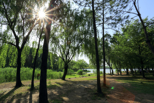 世紀(jì)公園 陽(yáng)光