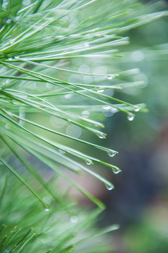 雨露