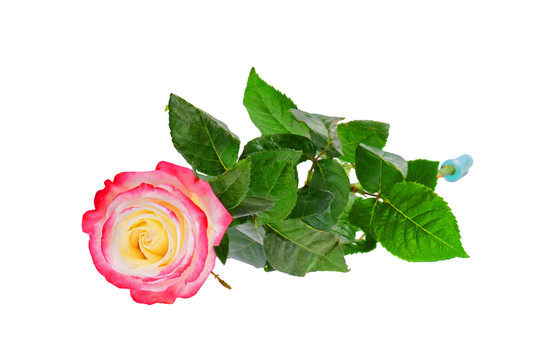 玫瑰花