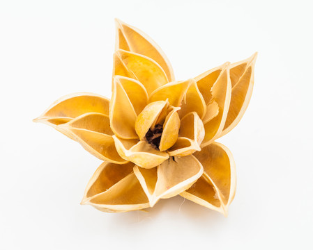 棉花殼干花