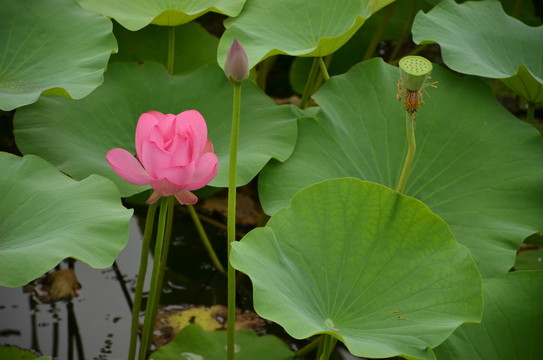 荷花和蓮蓬