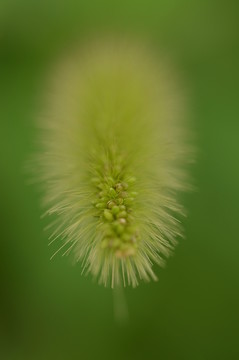 狗尾巴草特寫