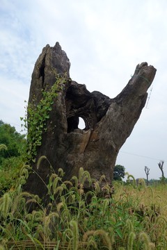 烏木 佛手