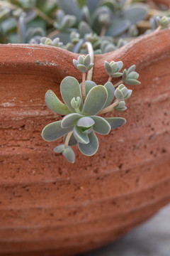 子持蓮華