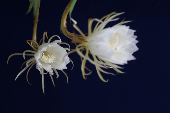 曇花 白花