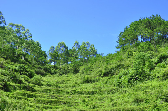 青山山坡樹木