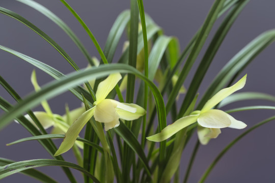 蘭花