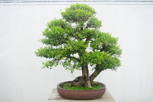 樹(shù)木盆景 盆栽