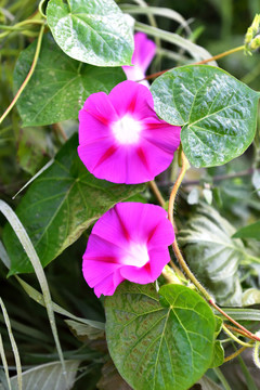 野生牽牛花