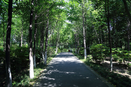 樹林