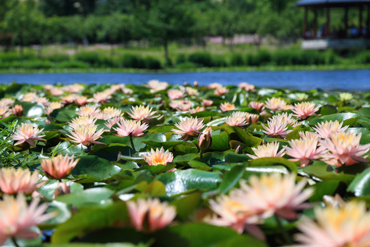 蓮花