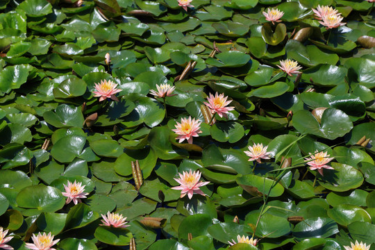 蓮花