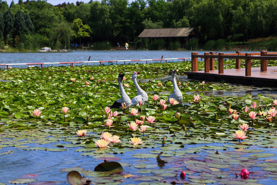 公園濕地