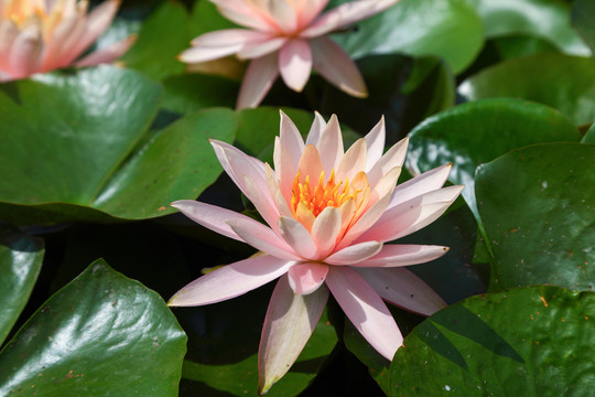 蓮花