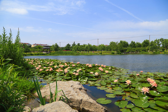 濕地公園