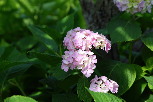 繡球花