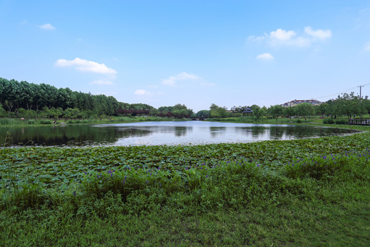 濕地公園