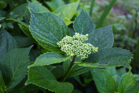 繡球花