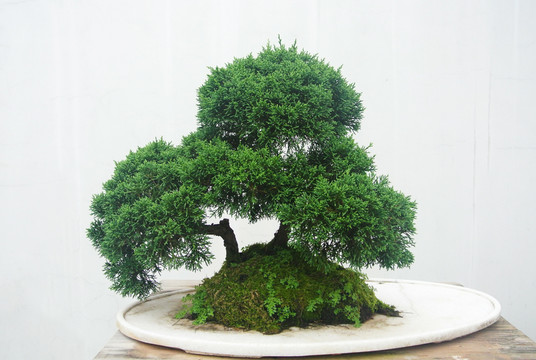 盆景藝術(shù)