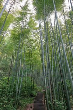 竹子