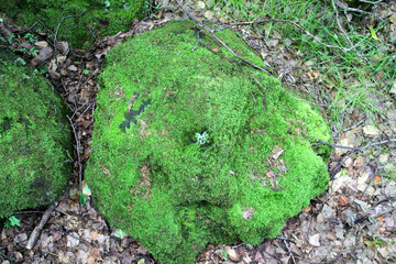 五大連池 火山巖 苔蘚