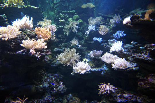 水族箱裝飾