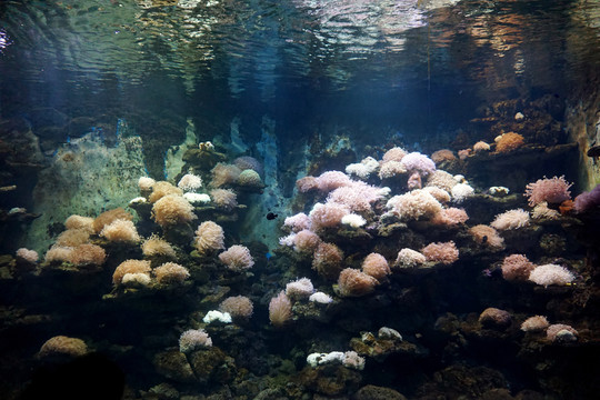 水族珊瑚