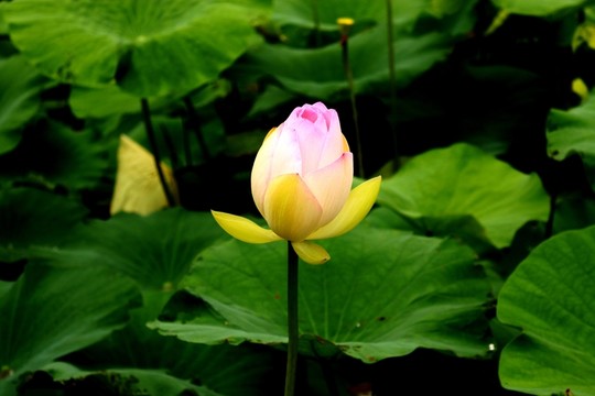 上海中山公園風(fēng)光