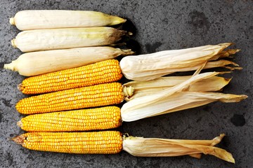 玉米  玉米棒