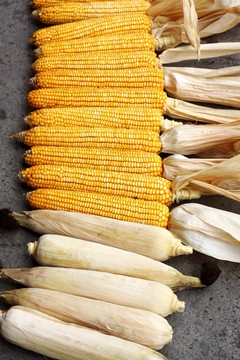 玉米  玉米棒