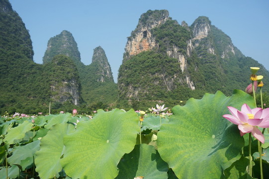 荷塘山水