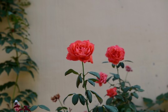 月季花