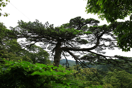 黃山奇松