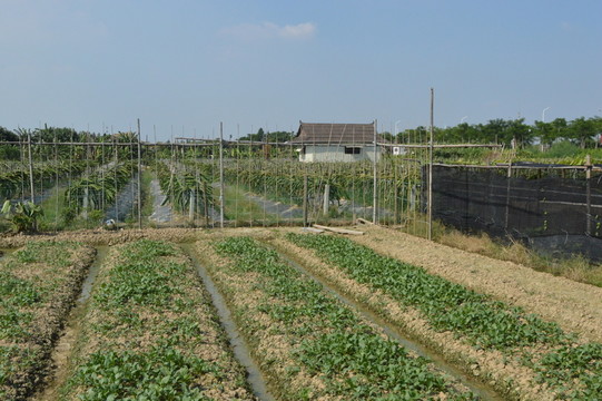 農(nóng)場